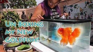 Bo Zhao Goldfish Unboxing!