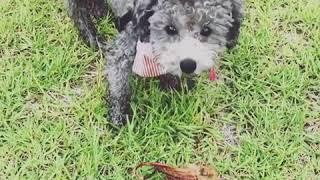 zero.taeyeon:오징어라니....... 이러지 맙시다 쓰레기도 잘 버리도 본인 강아지 응가도 잘 버리고 그럽시다 제발 #세상에나마상에나 #노매너