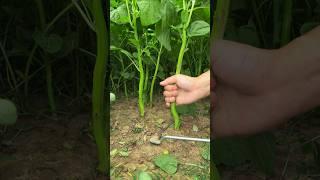 Harvesting Amaranth #satisfying