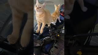 Cats love motorbikes