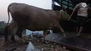 loading to Maharashtra nasik Vishnu baye 8cow milk capacity 15+kemat 280000 all India supplier