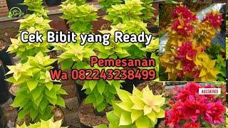 Cek Stok Bibit Bougenville yang ready, Wa 082243238499