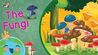 Fungi for Kids - The Fungi Kingdom (Learning Videos For Kids)