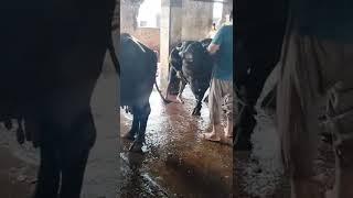 Giants of slaughter house #shorts #animals