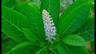 A0092 #섬자리공(Phytolacca insularis Nakai) [영어명] #Island pokeweed [약효] 각기, #다망증, 인후종통, 종산결 #섬상륙