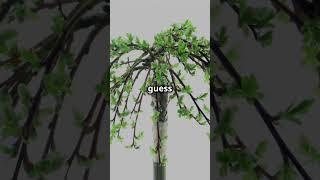 Transform Your Space with a Chinese Elm bonsai #bonsai #bonsaitree #garden #amazon #diy #letitgrow