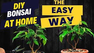 DIY Bonsai for Beginners - Easy Ficus Bonsai Tutorial at Home