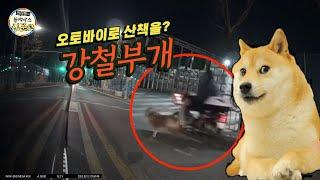 (블박 전설의 탄생)오토바이로 개 산책을 시킨다고? 멧돼지가 떼로 달려든다면? [한문철의 블랙박스 신문고]/hcn