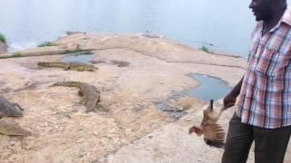 Chicken Escapes Crocodile Feeding, Yamoussoukro, Ivory Coast, 2015