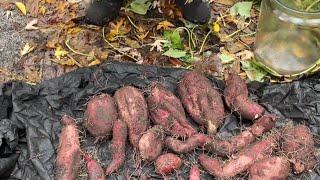 2023 Giant Purple Sweet Potato Harvest