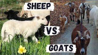 Goats Or Sheep | Which Animal Is Better For Your Farm Or Homestead?