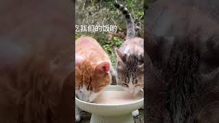 Cute Cats & Ducks Eating Together in the Wild #shorts #animal #loveanimals