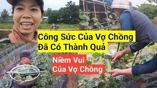 1087# Mới Trồng Đây Mà Đã Có" DƯA LEO " Để Thu Hoạch Rồi