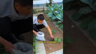 Rice husk charcoal and wood ash can not only prevent insects but also be a good fertiliz.