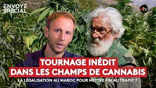 Tournage inédit dans les champs de cannabis au Maroc : la légalisation pour mettre fin au trafic ?