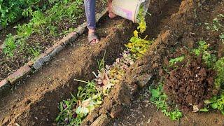 This Will Produce The Most Powerful Soil in No Time - Chili, Tomatoes and Cucumbers Will Be Huge