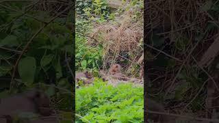 Found some baby #foxes in the back yard #uk #fox #babyfox #cubs