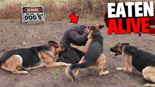 These 3 People Were EATEN ALIVE By Dangerous Dog Breeds!