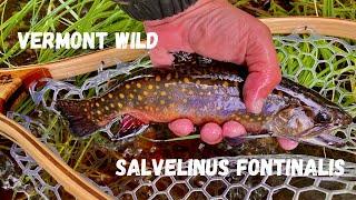 Vermont Native Brook Trout, In search of the wild Salvelinus Fontinalis