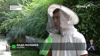 Алматинские ученые разработали уникальный проект для пчеловодов