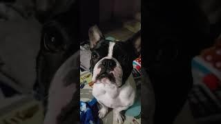 bostonterrier #French bulldogMaxx productions#