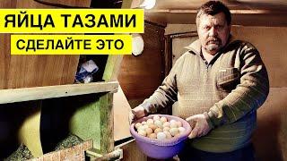 Как УВЕЛИЧИТЬ ЯЙЦЕНОСКОСТЬ КУР зимиой  ? Соблюдайте эти факторы и ваши куры будут нестись всегда !