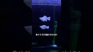 요즘은 이 친구가 대세라죠?? 요즘 정말 핫한 몰리#구피 #몰리 #굽썰