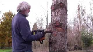 Faire une entaille directionnelle pour abattre un arbre