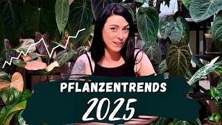 Zimmerpflanzen Trends 2025 | monstera, alocasia und überall pink 