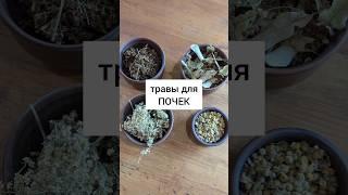 Травы от воспаления почек #травы #лекарственныерастения #травник #дикоросы