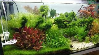 Aquascaping - Finding Your Own Style - Day 35