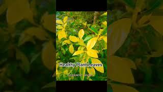 Secret Hacks:- Harnessing Nature's Green - The Power of Medicinal Leaves