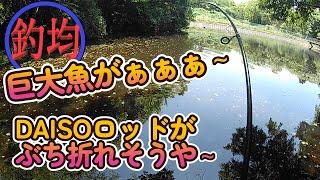 【100均釣り具】セリアのミルワームでダイソーロッドぶち折れの危機！バスフィッシング釣均