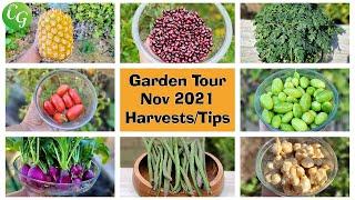 California Gardening November 2021 Harvests, Garden Tour, Gardening Tips, Things To Do & More!