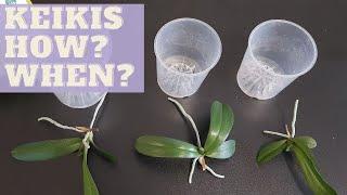 How To Plant BABY ORCHIDS | When to Separate Phalaenopsis Babies