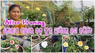 After Pruning ||ଗୋଲାପ ଗଛରେ କଢ ଫୁଲ ଆସିଲେ କଣ କରିବେ || Rose Plant || winter ||Detail In odia