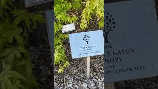The Queen’s Japanese Maple ~ Golden Falls MrMaple.com #mrmaple #gardening #maples #japanesemaple