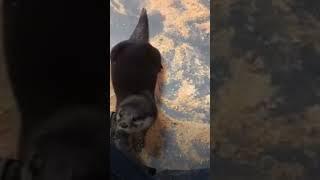 Otters are adorable #otter #shorts #short