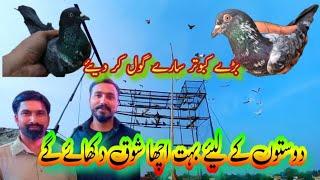 bare kabootar gol ker diye || Haider Pathan pigeons || kabootar online || kabootar lovers