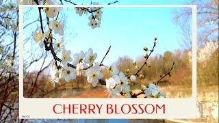 calm journey into the realm of lovely cherry blossom flower in germany