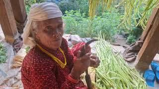 Organic Nepali village life|Daily activities Remot Nepali villagers During monsoon||Bs Rural village