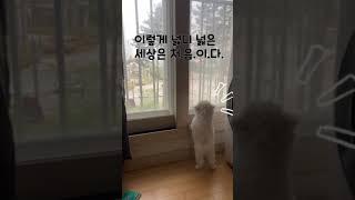 #shorts 코로나로 바깥세상 처음봐서 주인한테 욕하는 강아지 l Dog cussing at her owner