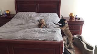 Malinois puppy chasing bengal cat