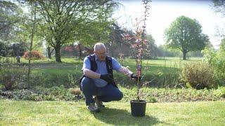 #dabeiTV Gartenshow - Folge 1 - Einsetzen einer Containerpflanze