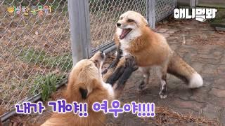 ???: 내가 개야!!! 여우야!!?ㅣ이상한동물원 E.04ㅣ???: Am I Dog!!! Or Fox!!?ㅣSpecial Center For Animal E04