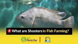 What are Shooters in Fish Farming || Stocking Fish