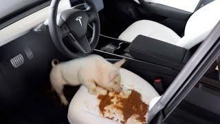 Feeding my Pig Slop in my New Tesla