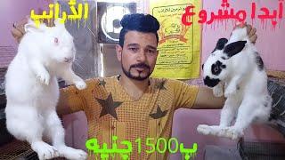 أبدا مشروع الارانب ب1500جنيه...(حلقه 756)