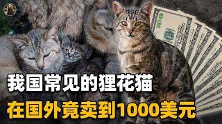 中国特有的狸花猫，一生只认一个主人，为何有人不愿养？【万物灵】