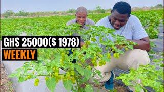 How He Makes GHS 25000($1978) per WEEK From Farming Habanero Peppers #habanero #pepper